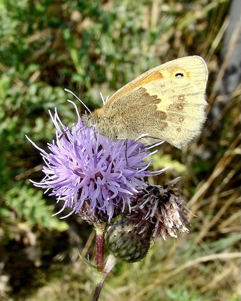 small heath